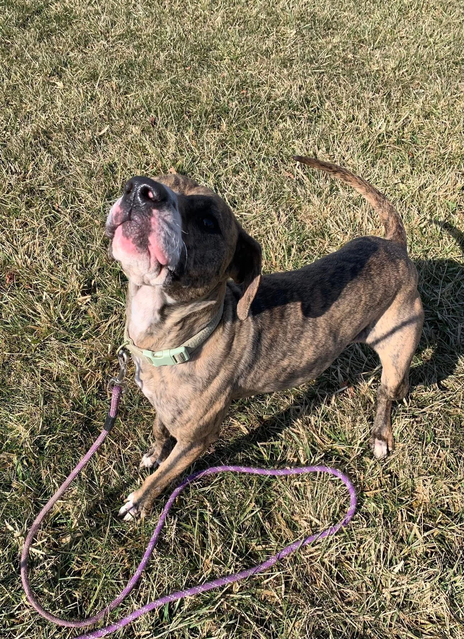 Enlarge Petunia, a ADOPTABLE mixed breed in Elmira, NY image 3/3