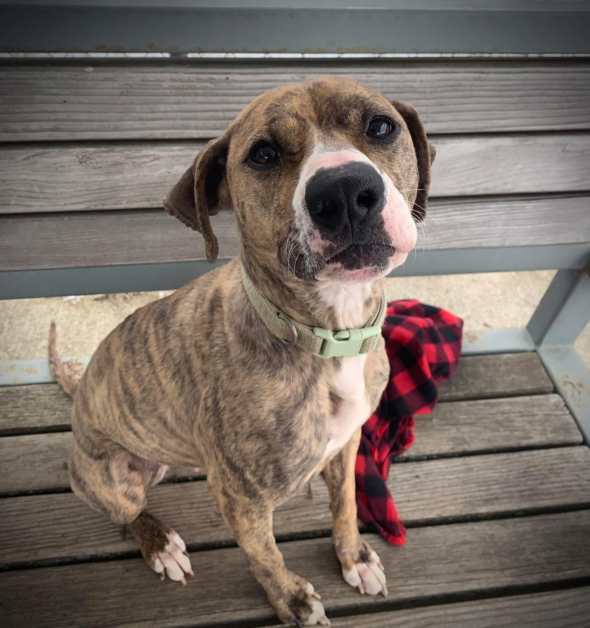 Enlarge Petunia, a ADOPTABLE mixed breed in Elmira, NY image 1/3