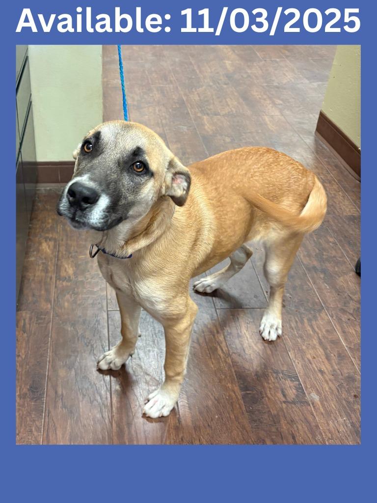 Enlarge Dog Kennel #10, a Adoptable mixed breed in Greenville, TX image 1/4