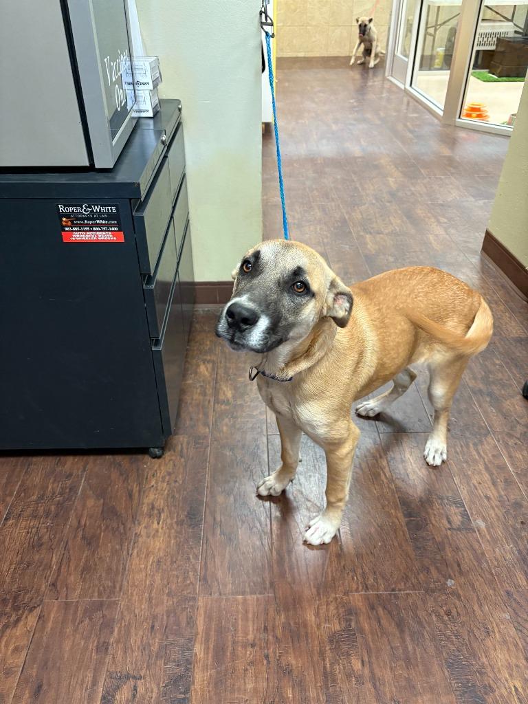 Enlarge Dog Kennel #10, a Adoptable mixed breed in Greenville, TX image 2/4