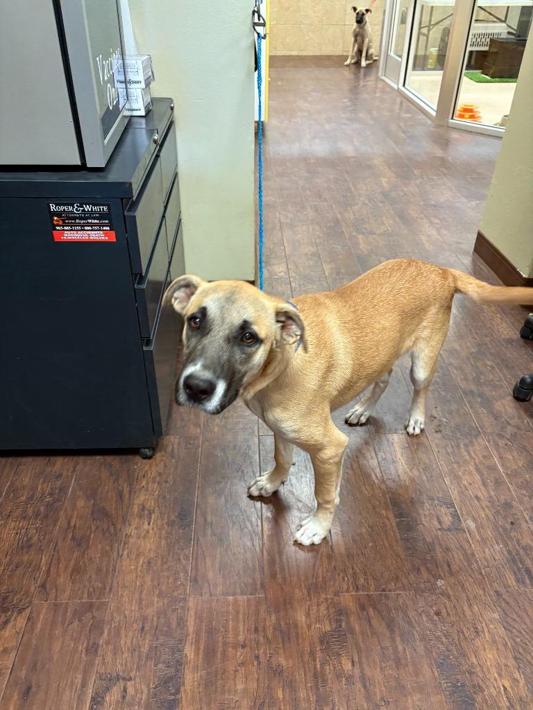 Enlarge Dog Kennel #10, a Adoptable mixed breed in Greenville, TX image 3/4