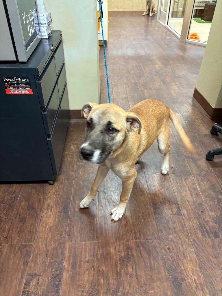 Enlarge Dog Kennel #10, a Adoptable mixed breed in Greenville, TX image 4/4