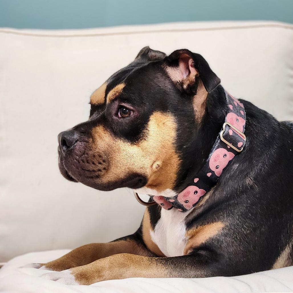 Evie, Adoptable, Adult Female Mixed Breed.
