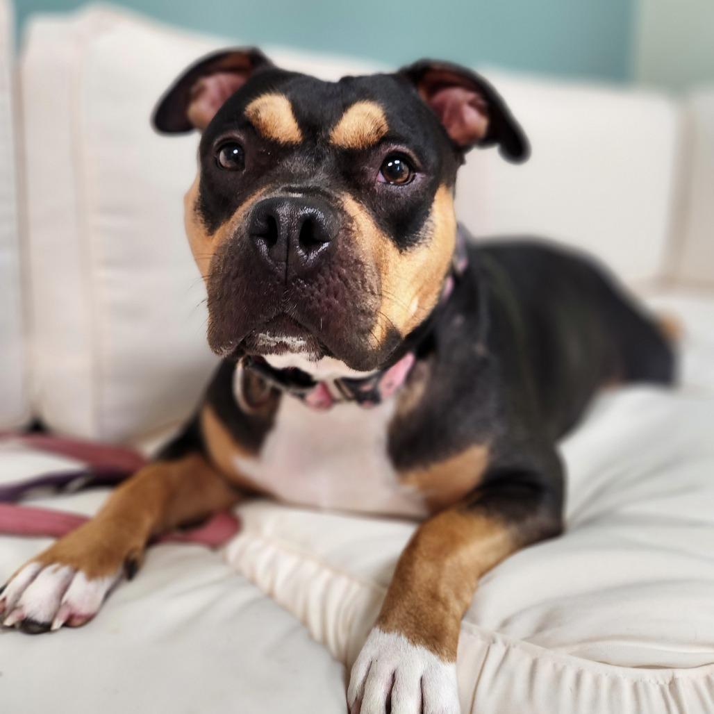 Enlarge Evie, a Adoptable Mixed Breed in Warwick, RI image 3/5