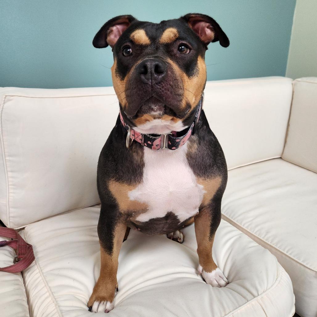 Enlarge Evie, a Adoptable Mixed Breed in Warwick, RI image 4/5