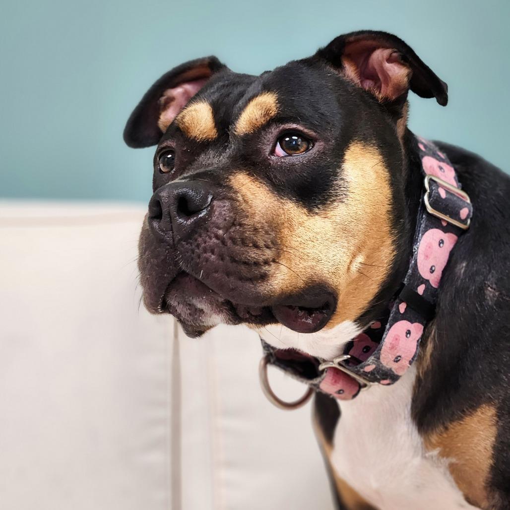 Enlarge Evie, a Adoptable Mixed Breed in Warwick, RI image 5/5