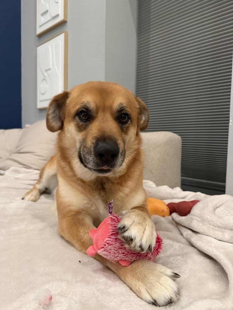 Enlarge DEXTER, a Adoptable Shepherd in Broomfield, CO image 1/1