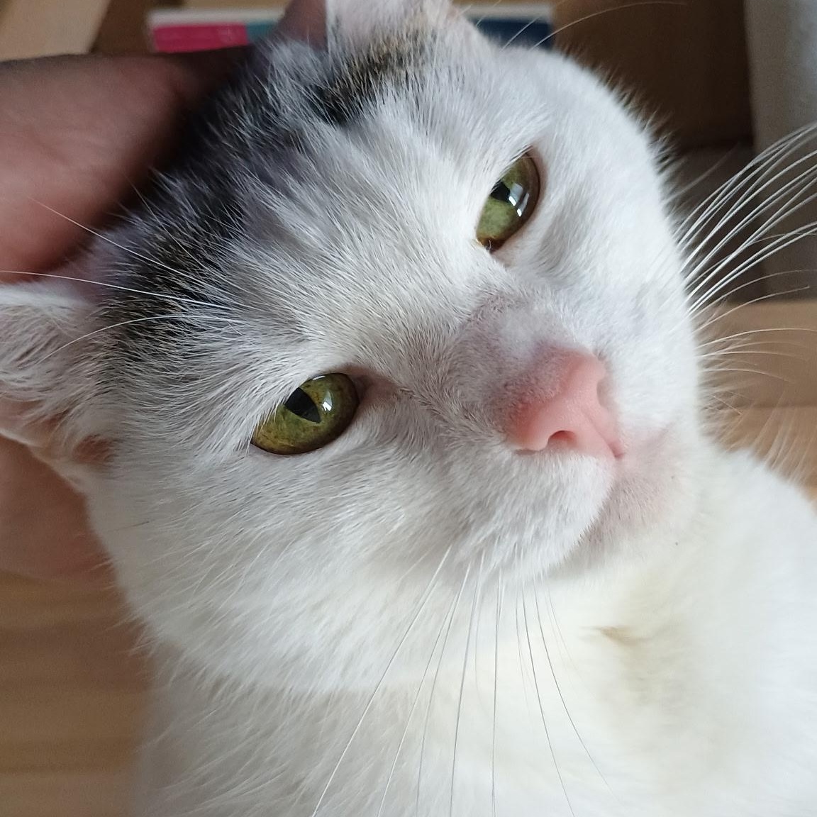 Smores, Adopted, Senior Female American Shorthair.