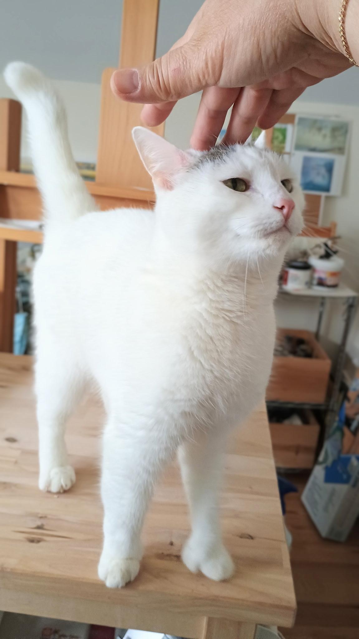 Enlarge Smores, a Adopted American Shorthair in Medford, MA image 2/4
