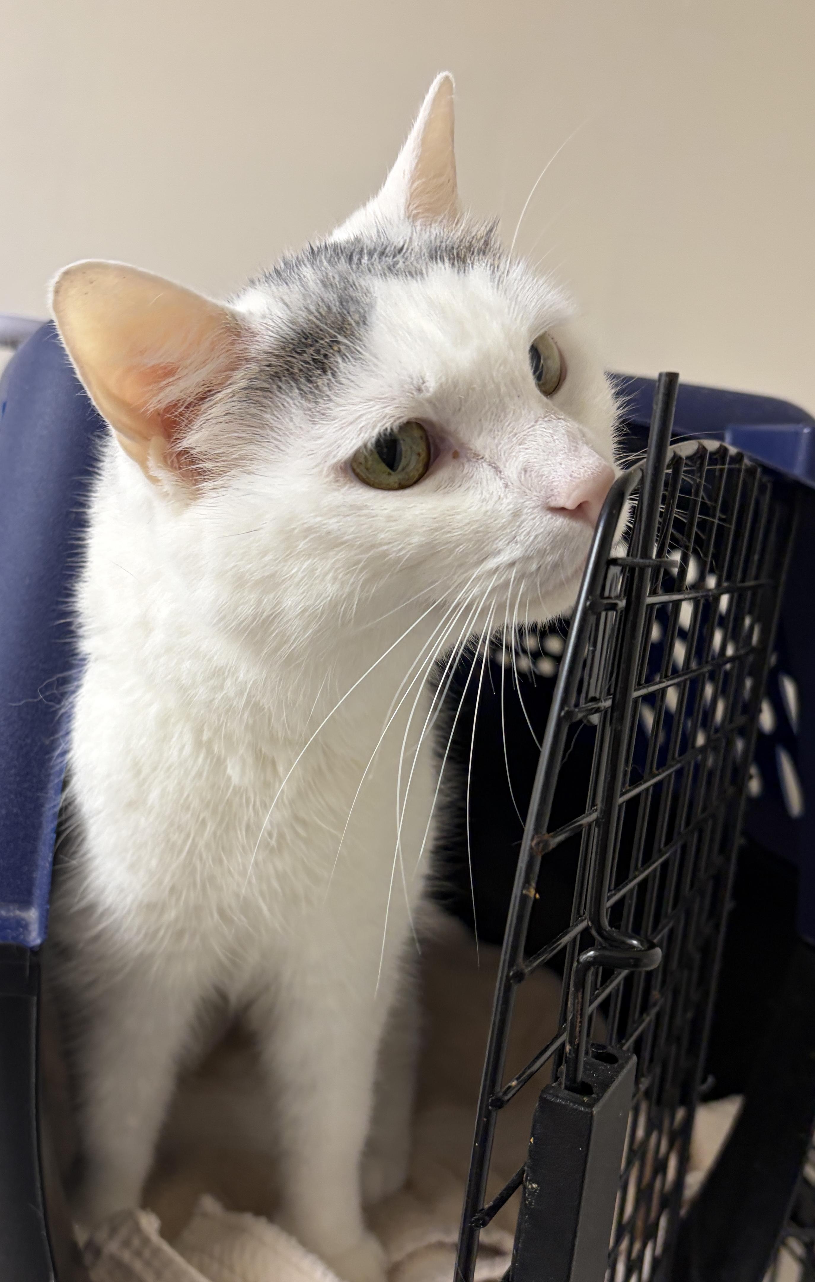 Enlarge Smores, a Adopted American Shorthair in Medford, MA image 3/4