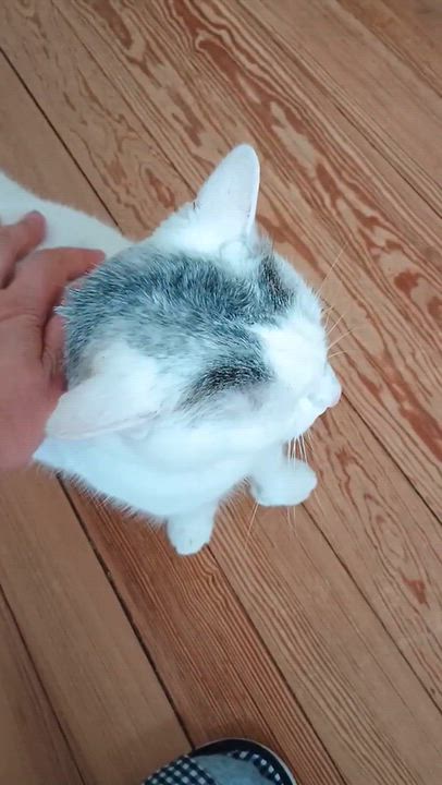 Enlarge Smores, a Adopted American Shorthair in Medford, MA video 4/4