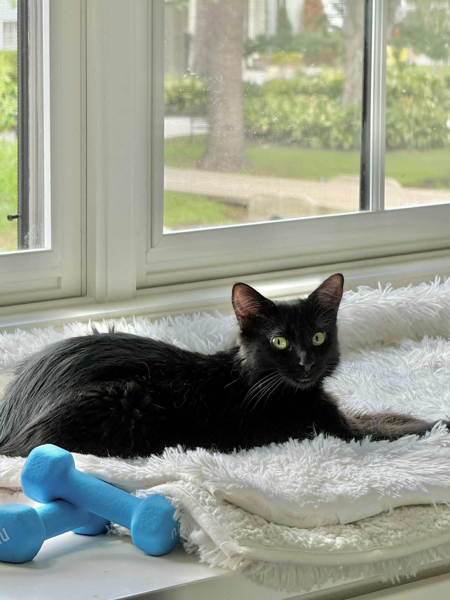 Nena, an adopted Domestic Medium Hair in Lakewood, CO image 2/6