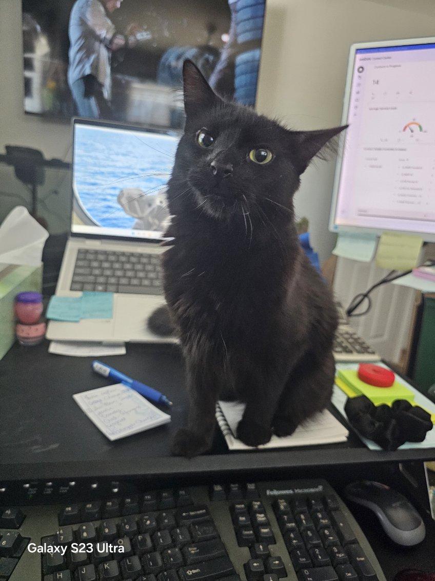 Nena, an adopted Domestic Medium Hair in Lakewood, CO image 6/6