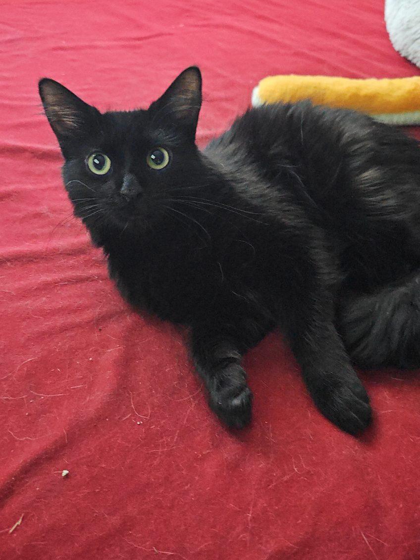 Nena, adopted, Young Female Domestic Medium Hair.