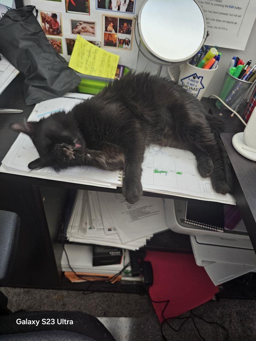 Nena, an adopted Domestic Medium Hair in Lakewood, CO image 5/6