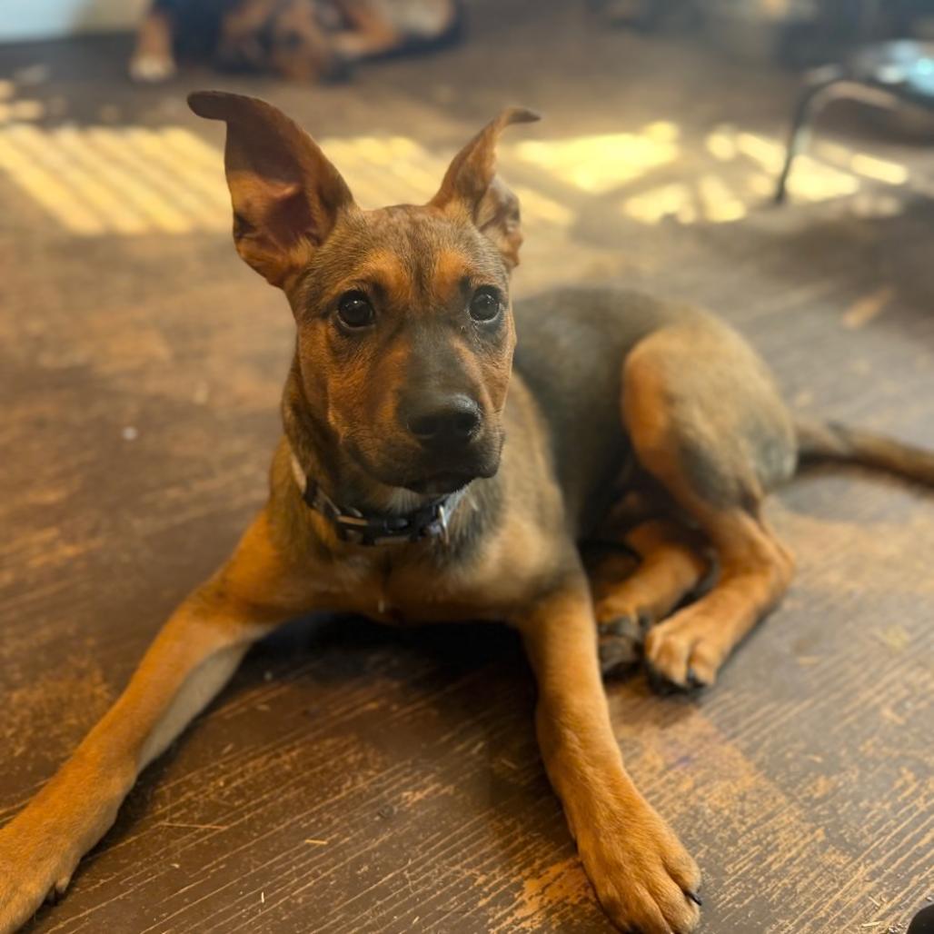 Enlarge Grilled Cheese, a Adoptable Mixed Breed in Jersey City, NJ image 1/1