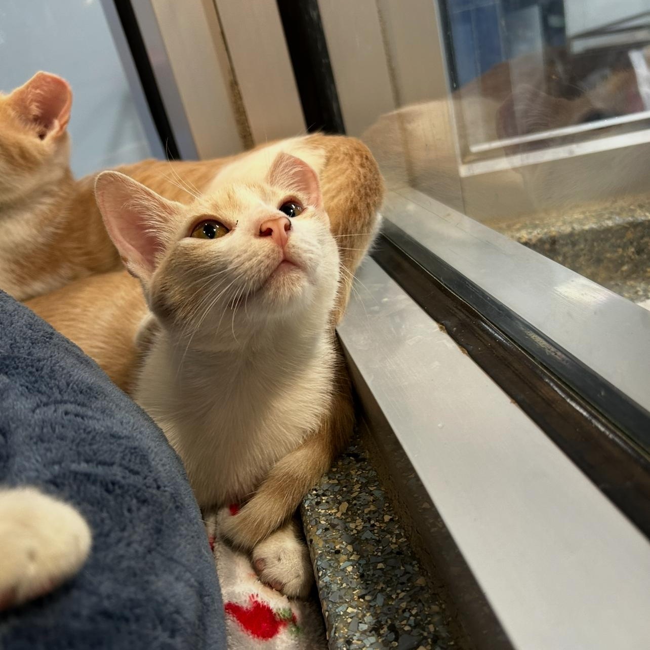 Thing 2, Adoptable, Young Female Domestic Short Hair.