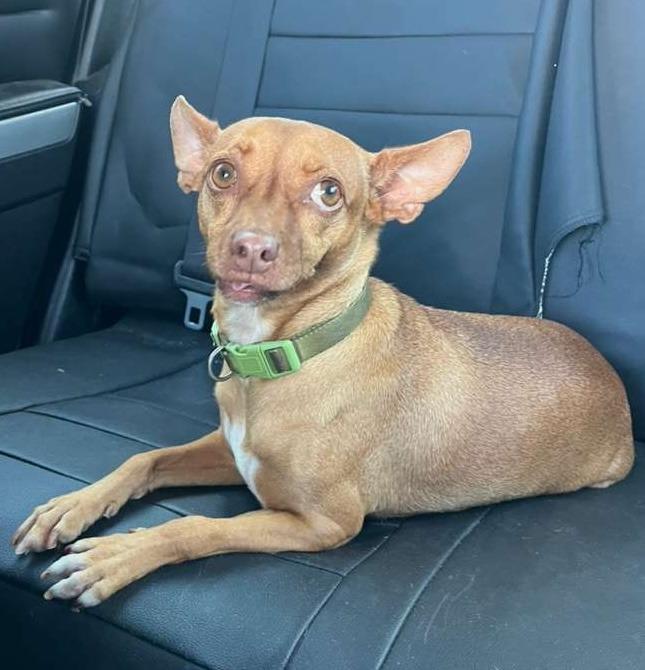 Panci — thumbnail 3