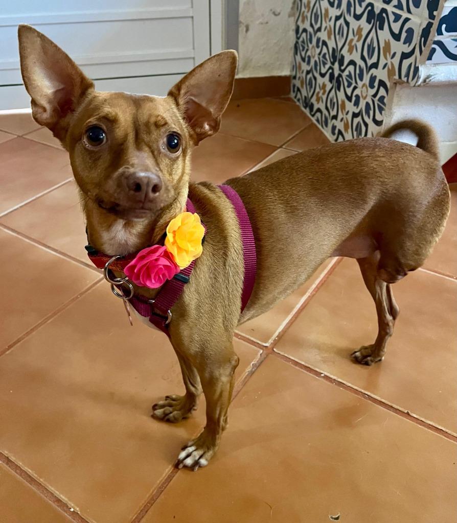 Panci — thumbnail 5