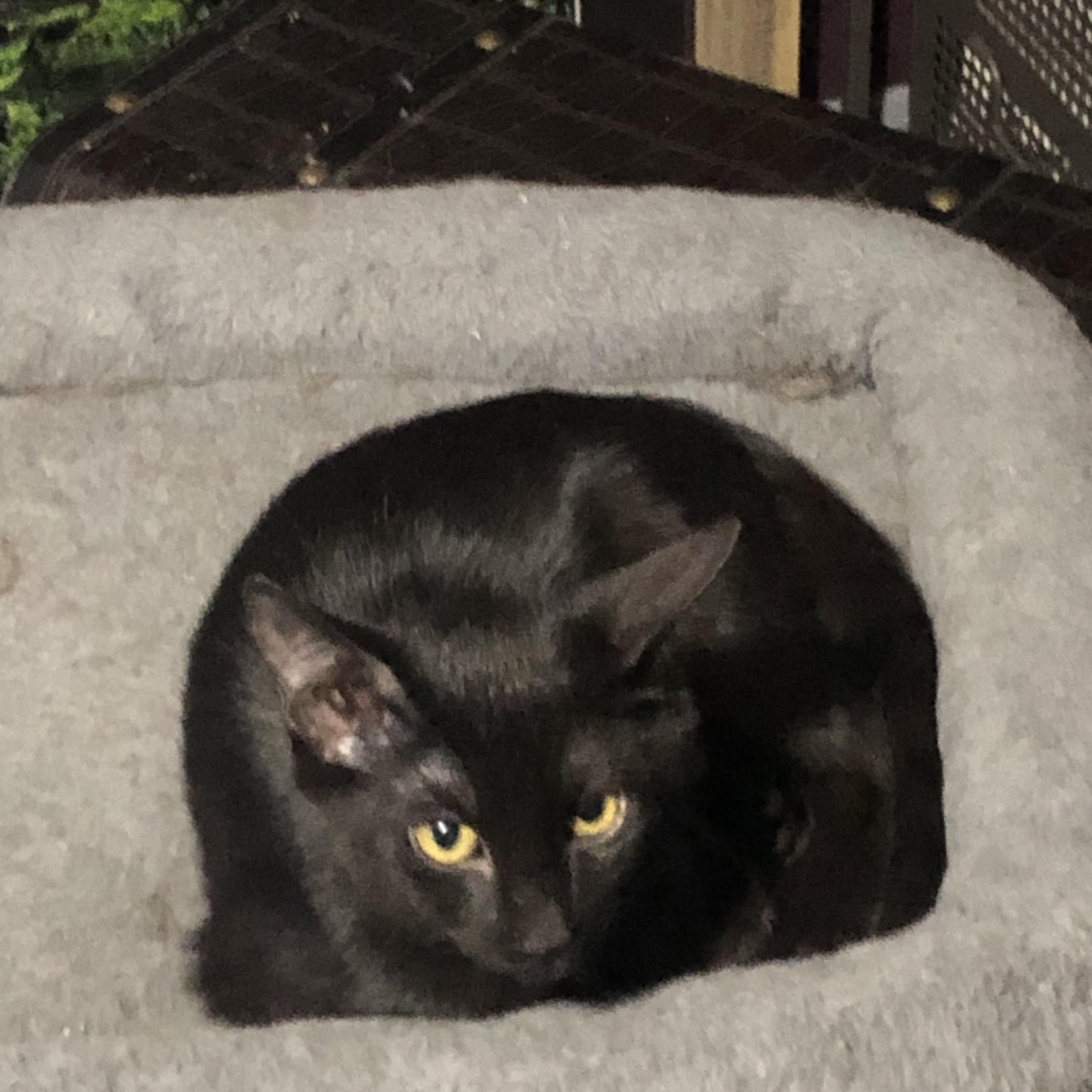 Enlarge Razzle, a Adoptable Domestic Short Hair in Ormond beach, FL image 1/3