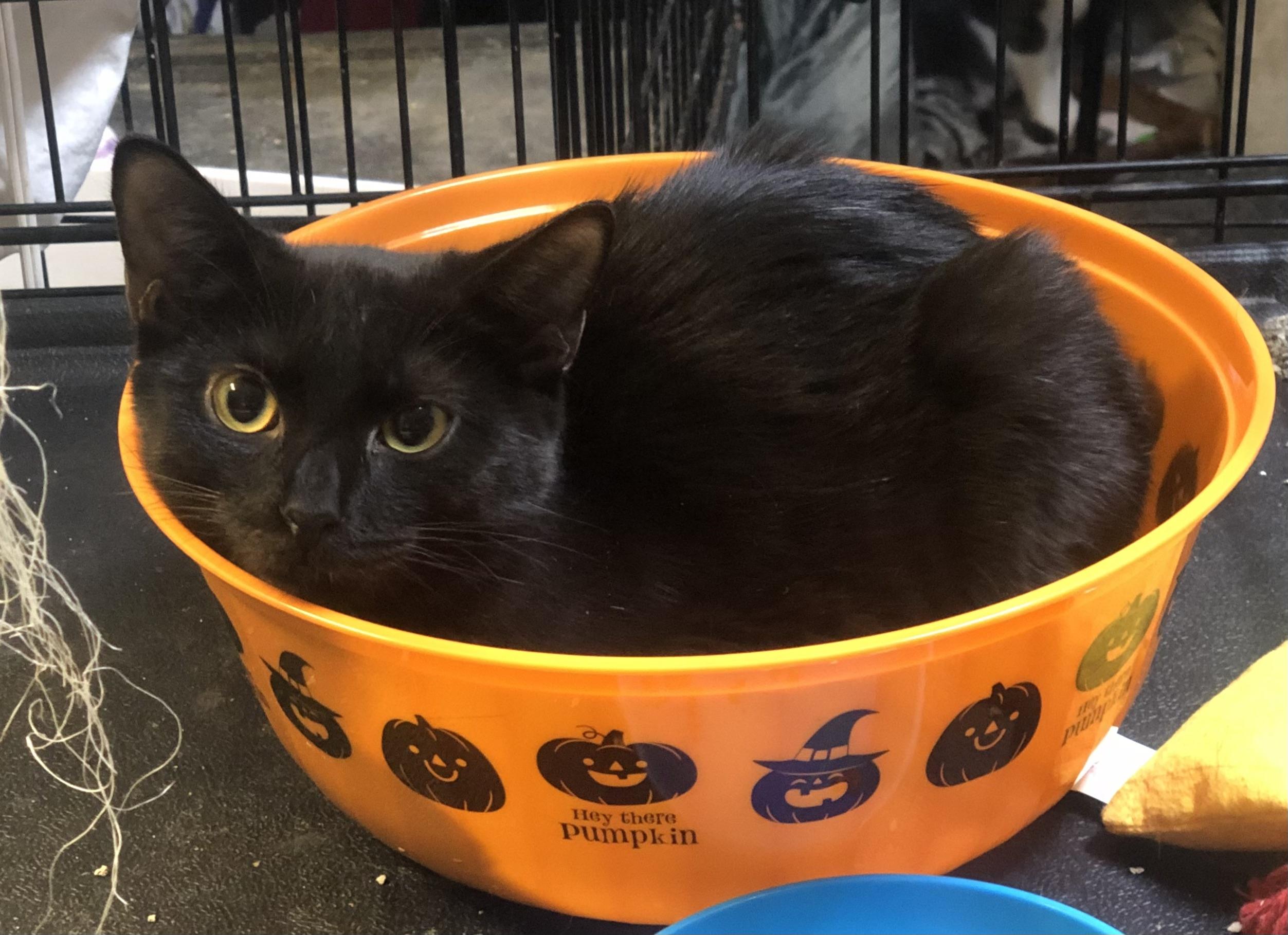 Enlarge Razzle, a Adoptable Domestic Short Hair in Ormond beach, FL image 2/3