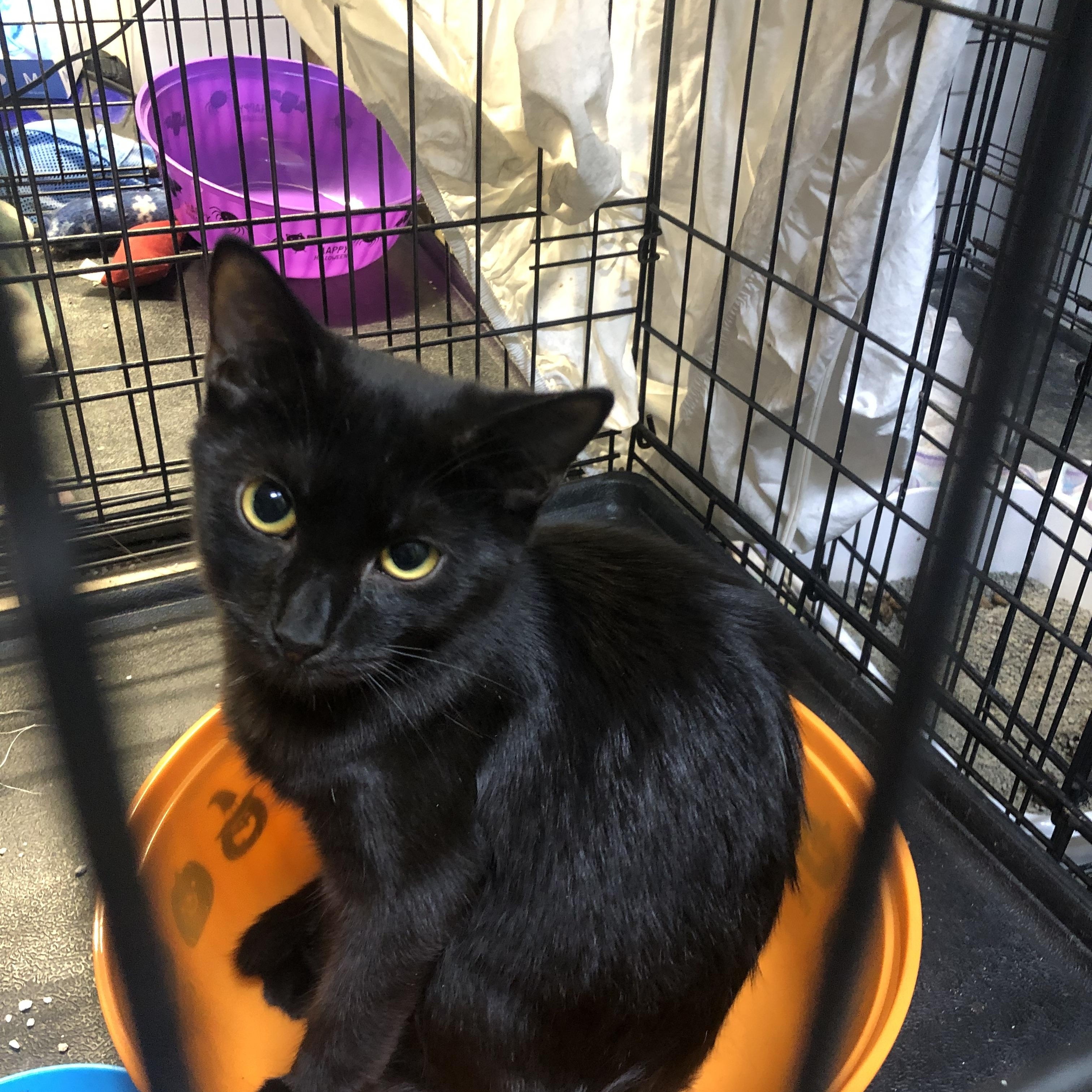 Enlarge Razzle, a Adoptable Domestic Short Hair in Ormond beach, FL image 3/3