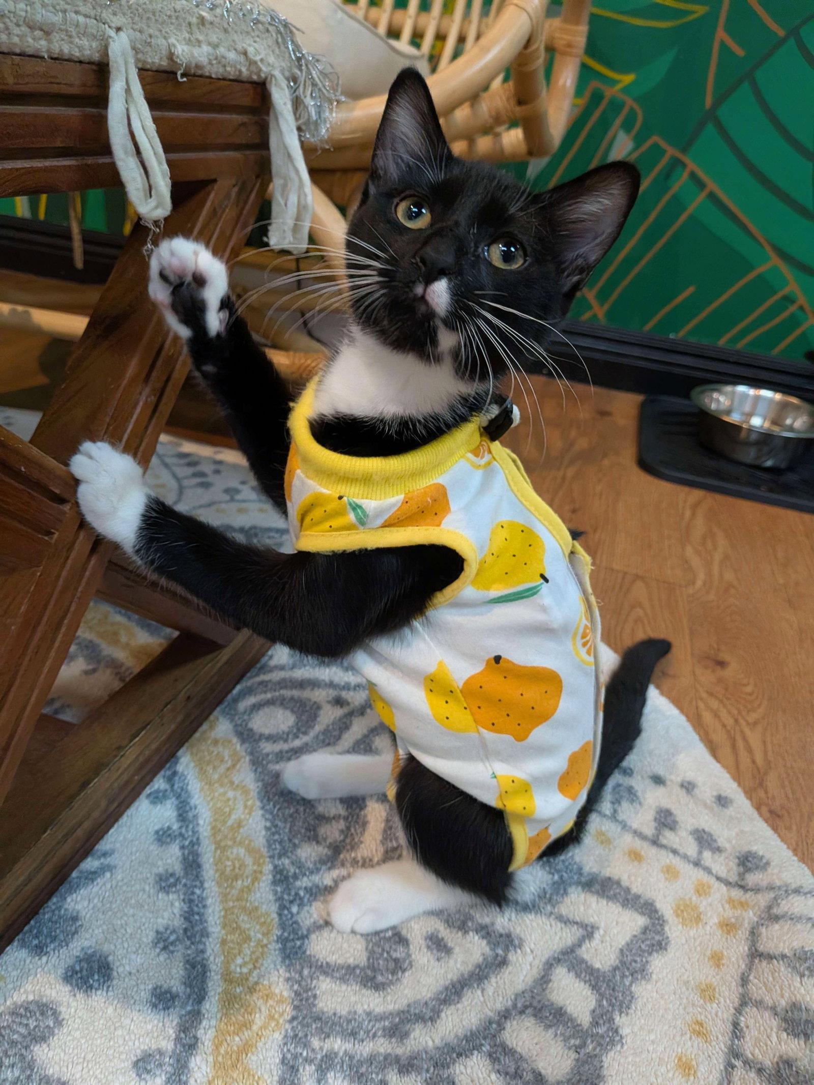 Enlarge Aster, a Adoptable Domestic Short Hair in Lake Saint Louis, MO image 1/1