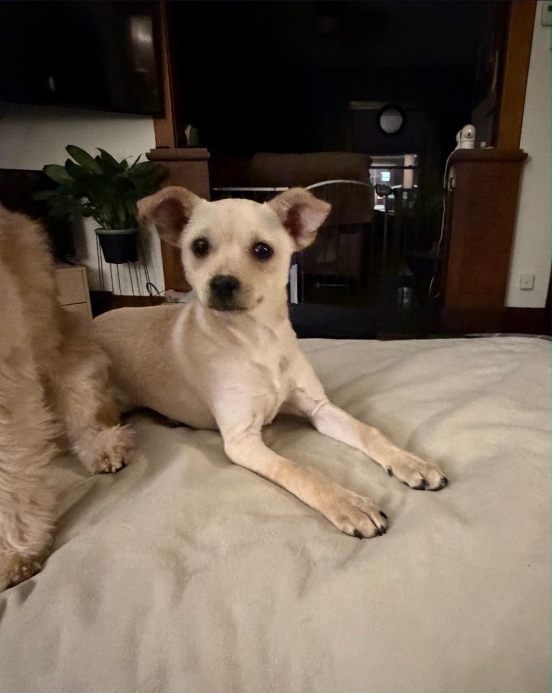 Eli, an adopted mixed breed in Plattsmouth, NE image 1/5