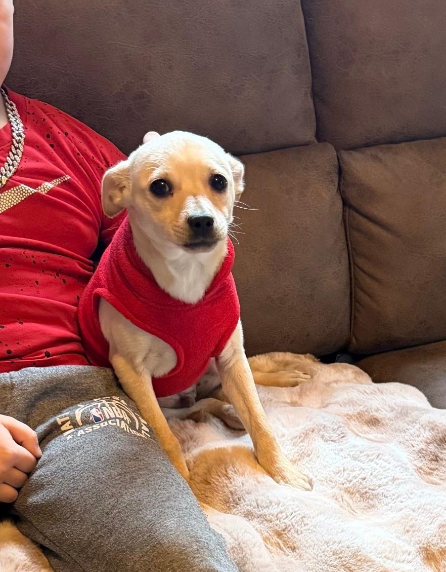 Eli, an adopted mixed breed in Plattsmouth, NE image 2/5