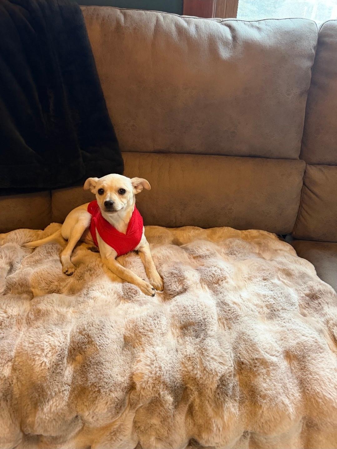 Eli, an adopted mixed breed in Plattsmouth, NE image 5/5