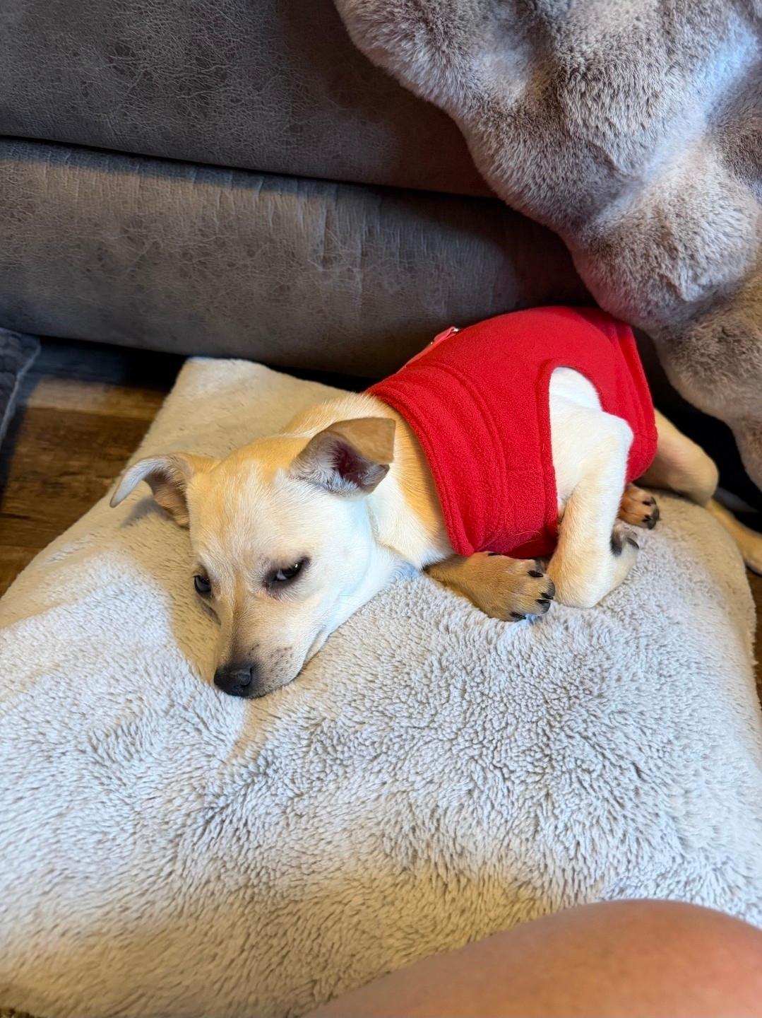 Eli, an adopted mixed breed in Plattsmouth, NE image 3/5