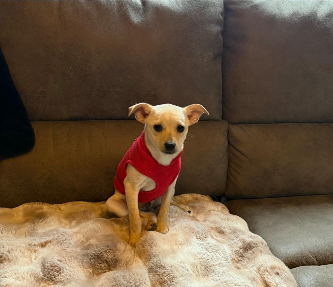 Eli, an adopted mixed breed in Plattsmouth, NE image 4/5