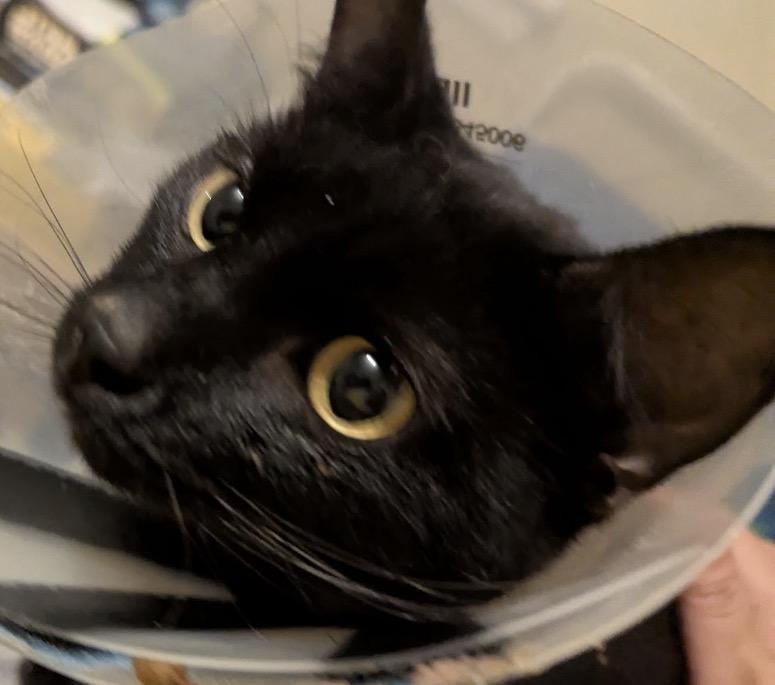 Enlarge Sarge, a ADOPTABLE Domestic Short Hair in Maineville, OH image 5/5