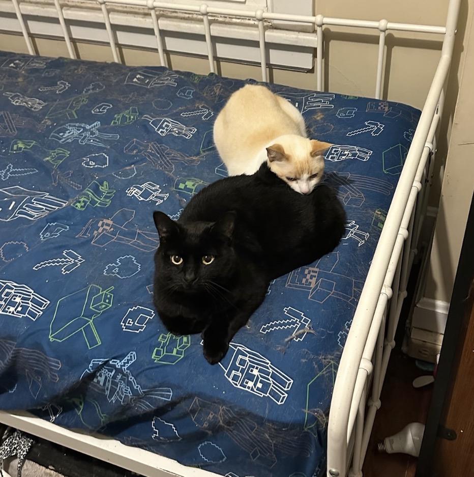 Enlarge Sarge, a ADOPTABLE Domestic Short Hair in Maineville, OH image 2/5