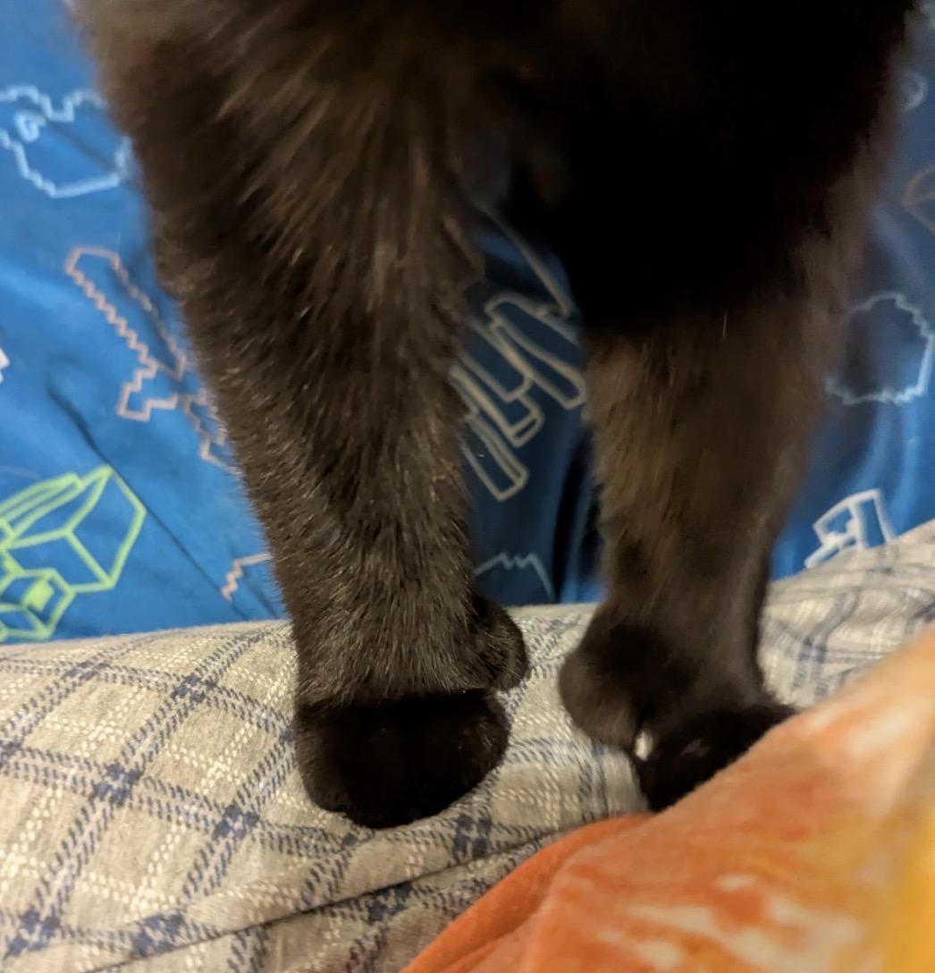 Enlarge Sarge, a ADOPTABLE Domestic Short Hair in Maineville, OH image 3/5