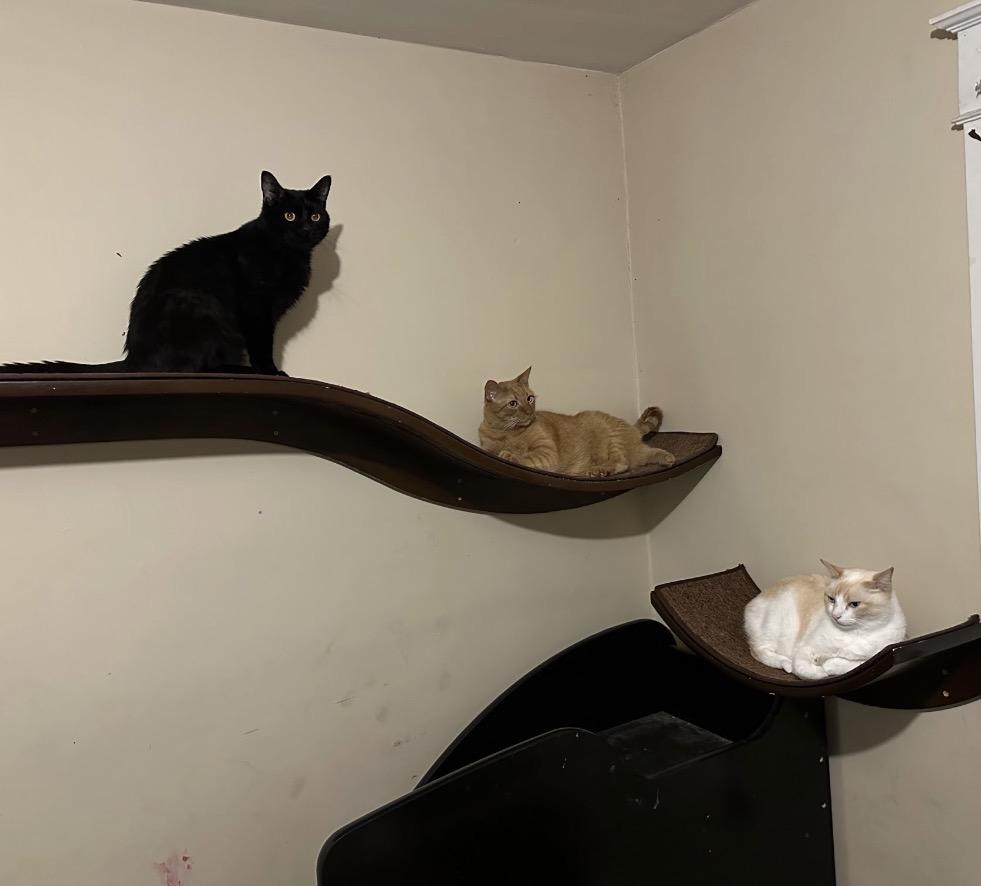 Enlarge Sarge, a ADOPTABLE Domestic Short Hair in Maineville, OH image 4/5