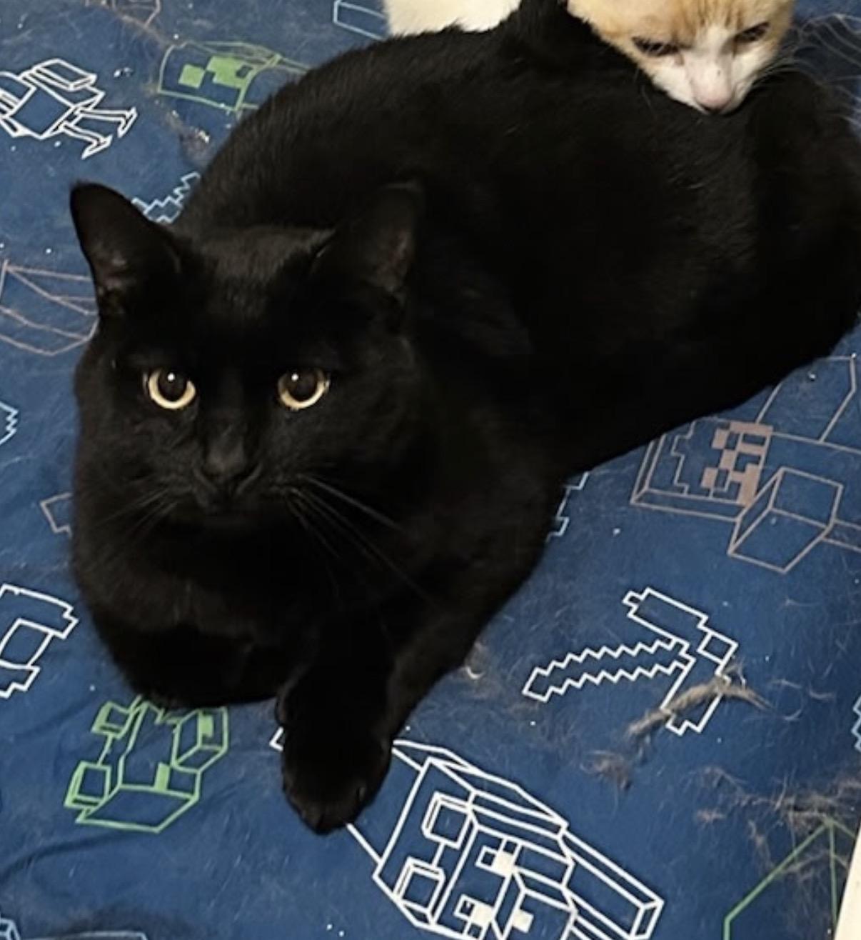 Sarge, ADOPTABLE, Young Male Domestic Short Hair.