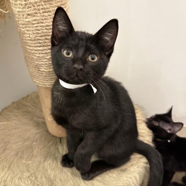 Enlarge Rice Ball, a Adoptable mixed breed in Walnut Creek, CA image 1/2
