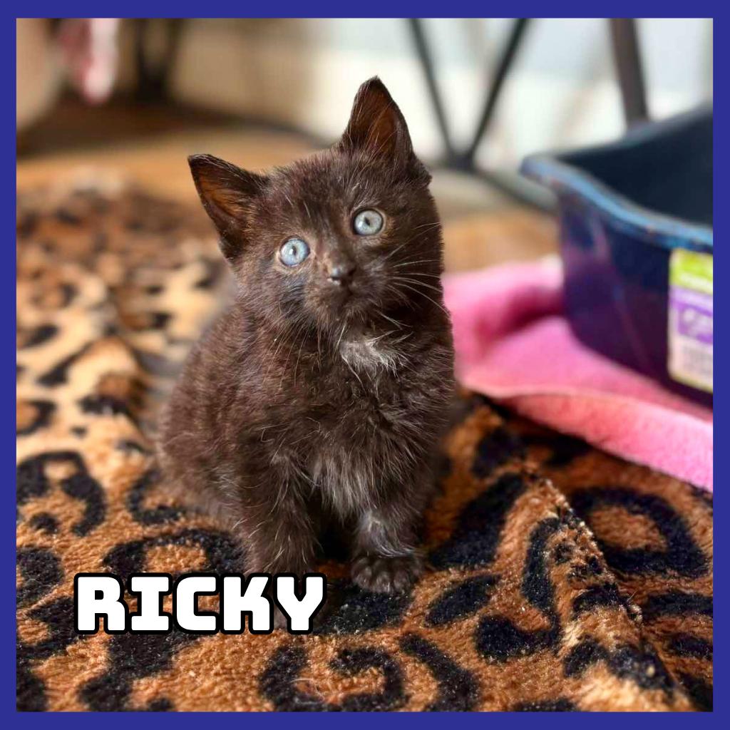 Ricky, Adoptable, Kitten Male Domestic Short Hair.