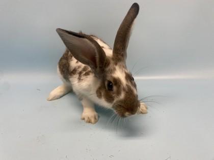 Enlarge Jimmy, a Adoptable Bunny Rabbit in Golden Valley, MN image 1/1