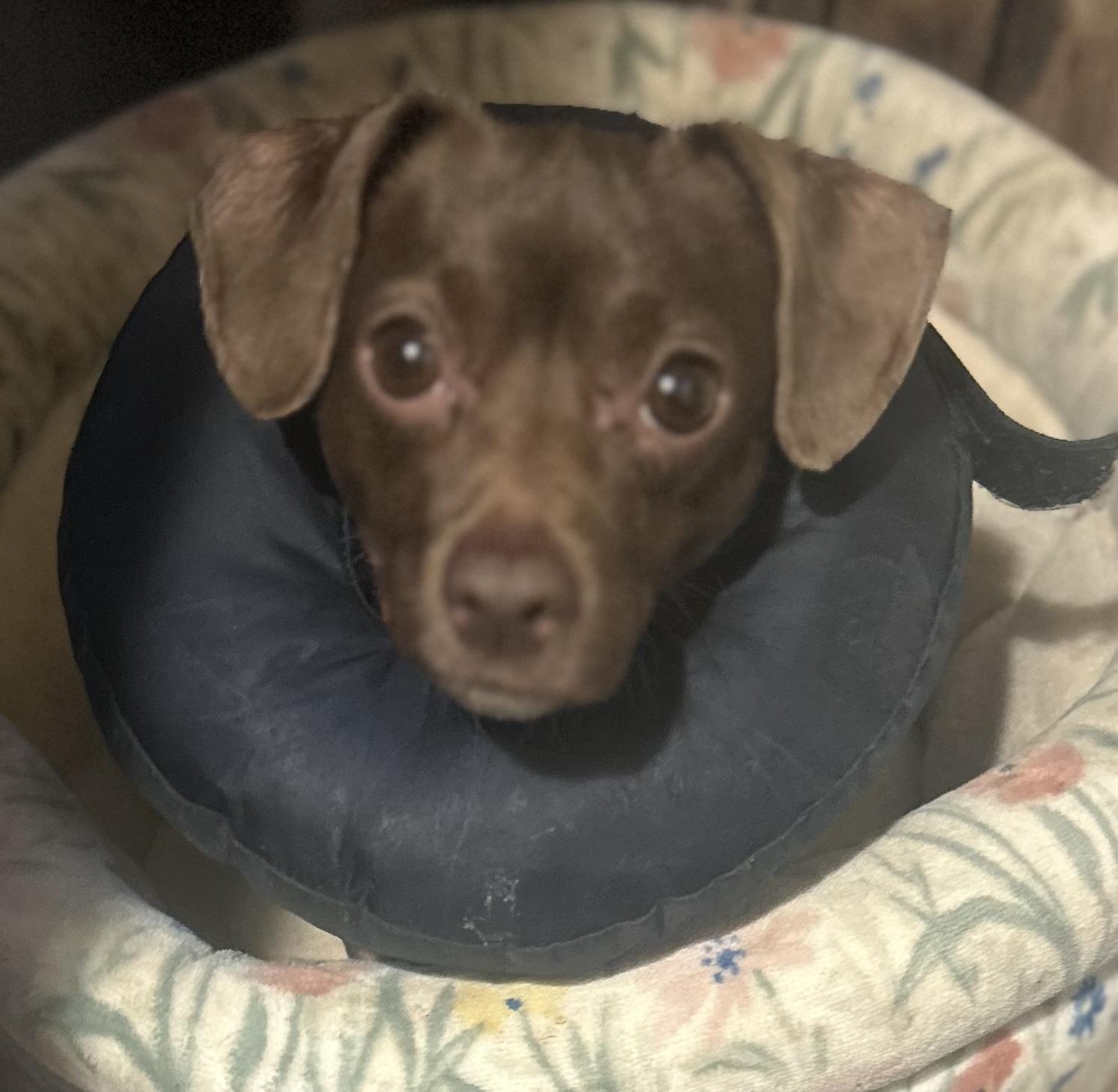 Enlarge Caramel, an adopted mixed breed in Oak Ridge, NJ image 3/3