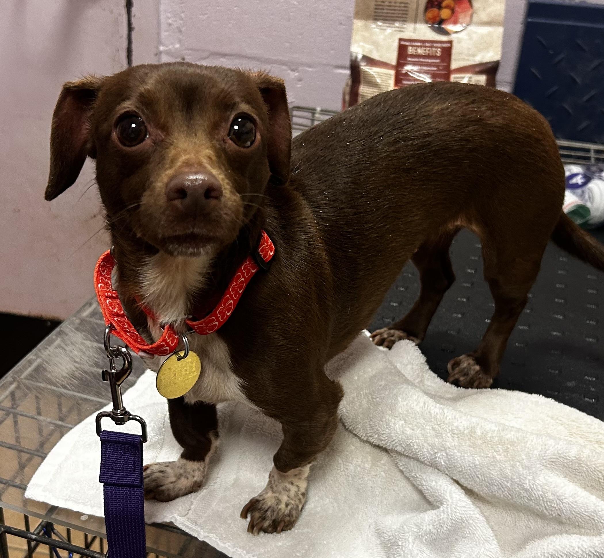 Enlarge Caramel, an adopted mixed breed in Oak Ridge, NJ image 1/3