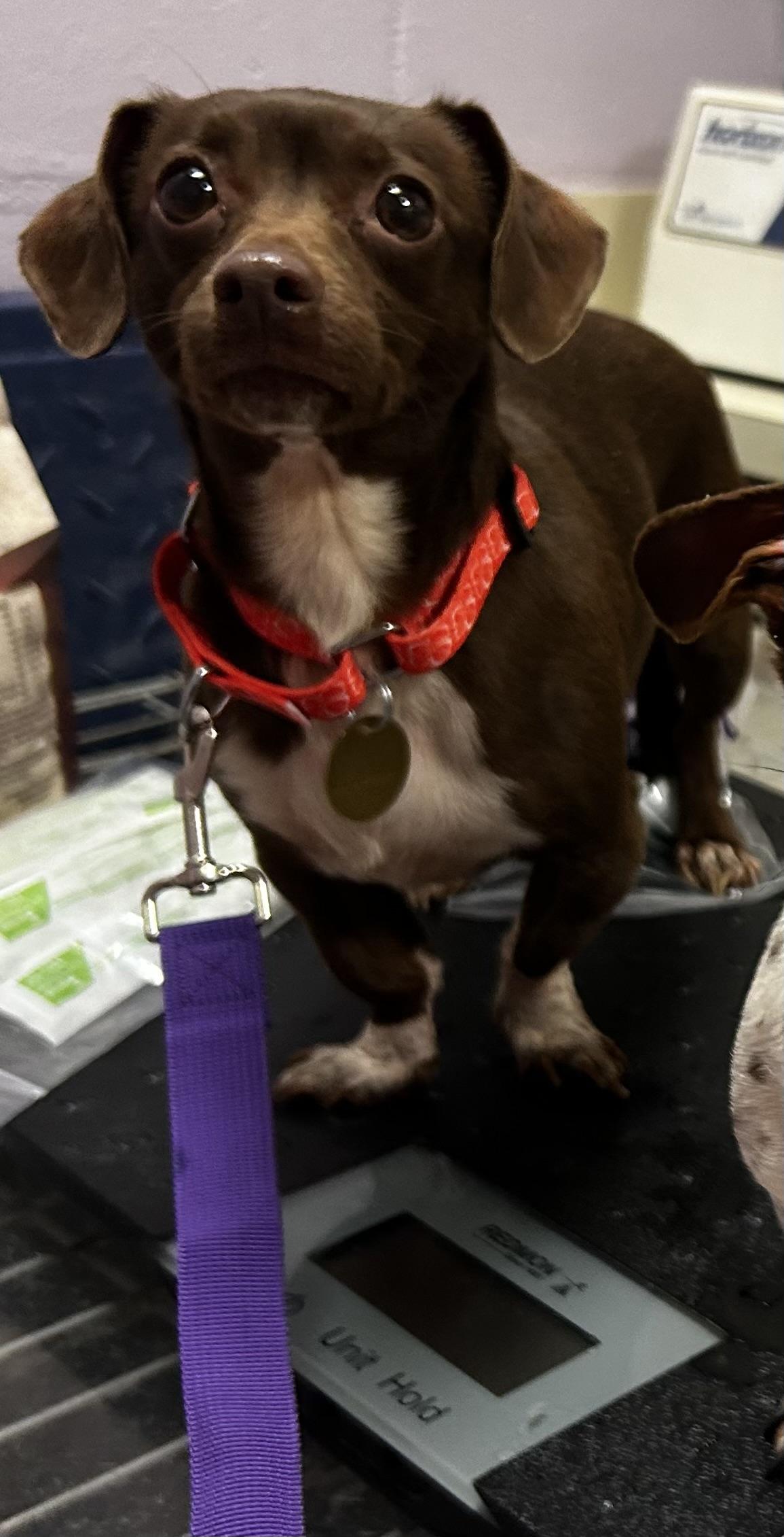 Enlarge Caramel, an adopted mixed breed in Oak Ridge, NJ image 2/3