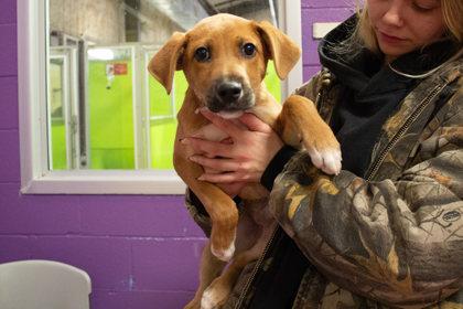 Twinkle, Adoptable, Young Female Hound & Mixed Breed.