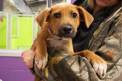 Twinkle, a Adoptable mixed breed in Kansas City, MO image 2/2