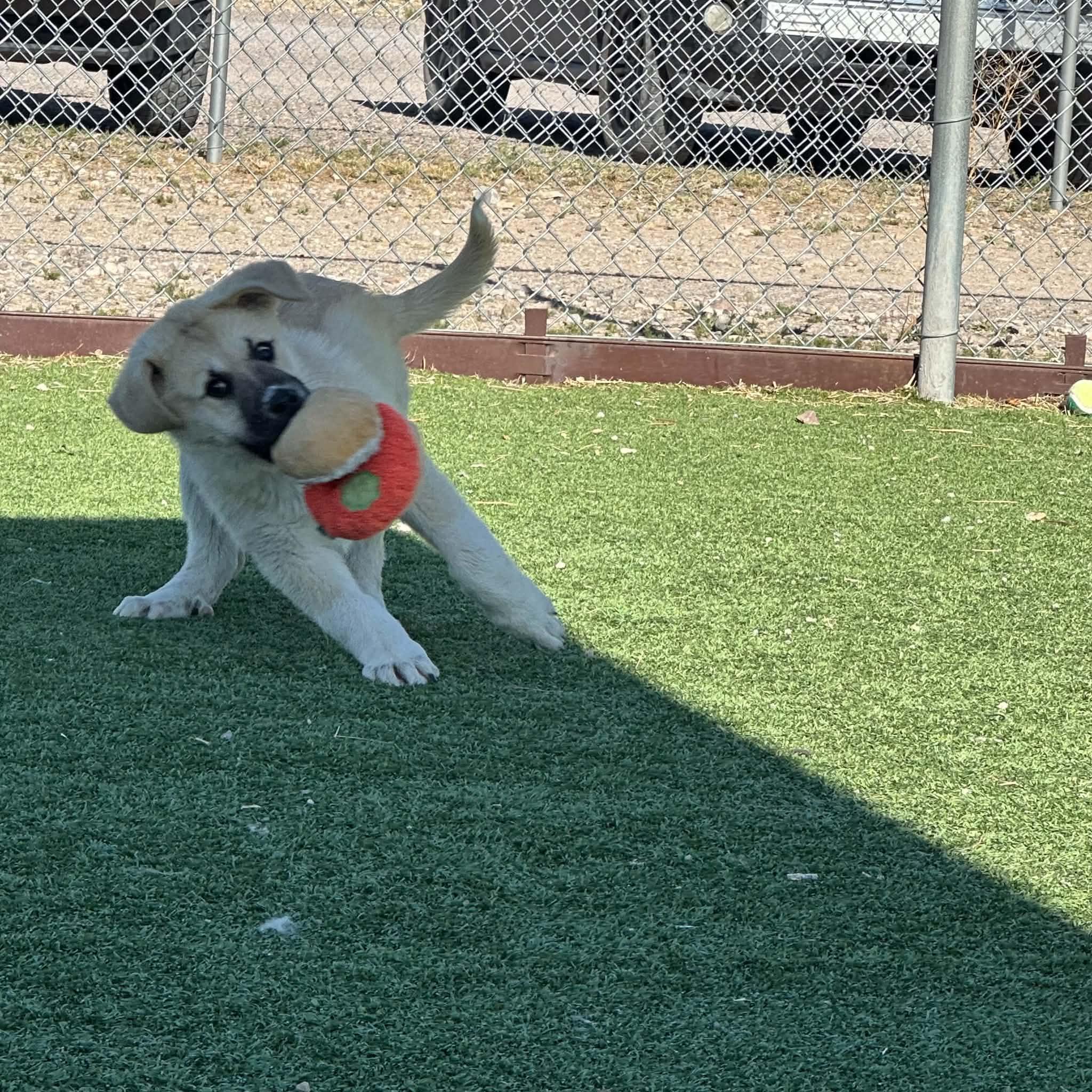 Danny, ADOPTABLE, Puppy Male Anatolian Shepherd.