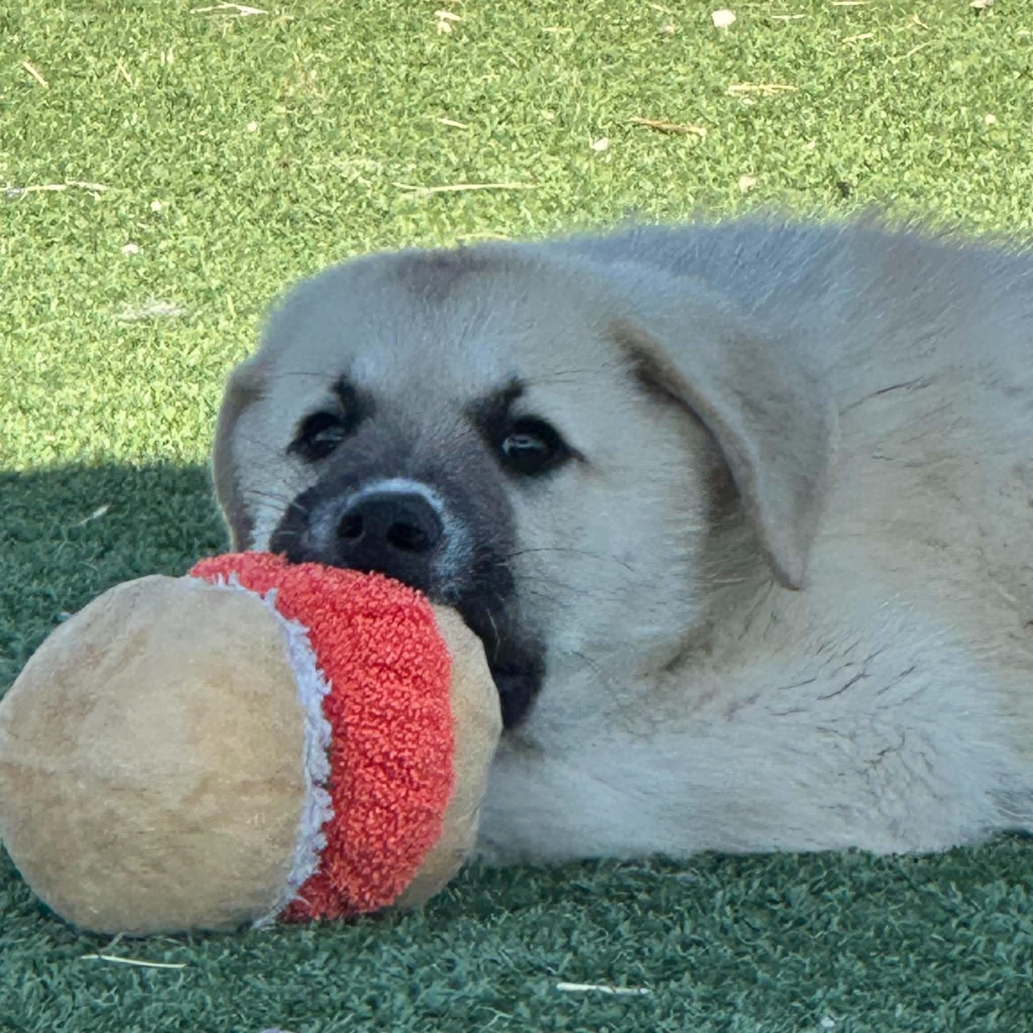 Danny, a ADOPTABLE mixed breed in Truth or Consequences , NM image 5/6