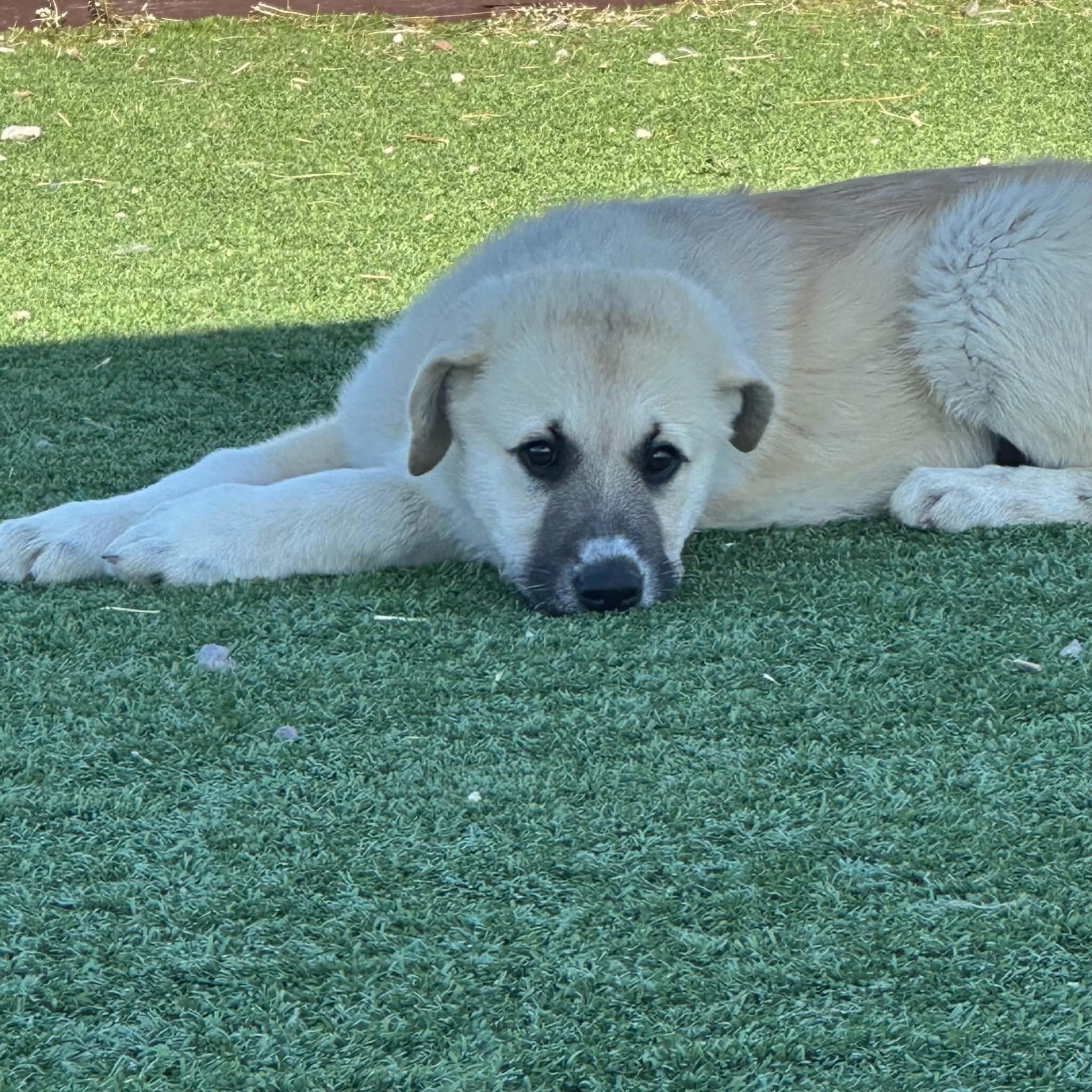 Danny, a ADOPTABLE mixed breed in Truth or Consequences , NM image 4/6