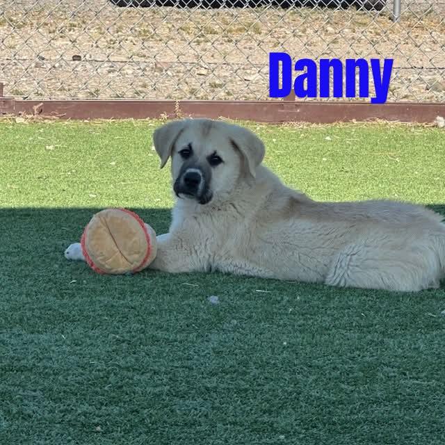 Danny, a ADOPTABLE mixed breed in Truth or Consequences , NM image 2/6