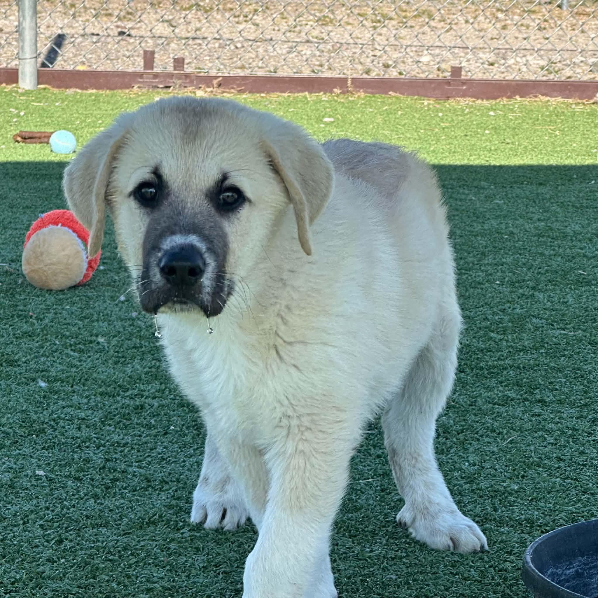 Danny, a ADOPTABLE mixed breed in Truth or Consequences , NM image 3/6